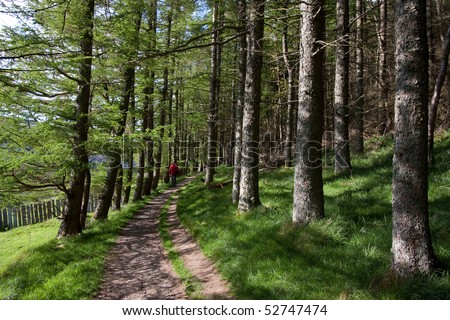 The forest walk back from Aber falls through the Bluebell woods