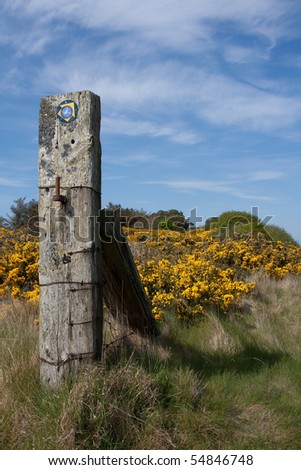 Anglesey Coastal Path in spring with yellow gorse out Inland Sea Anglesey North Wales