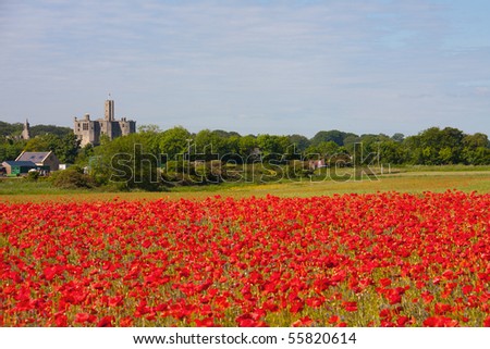 Bright red poppy field overlooking Warkworth Castle Northumberland UK