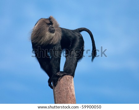 Captive Lion tailed Monkey high up on a pole in a zoo