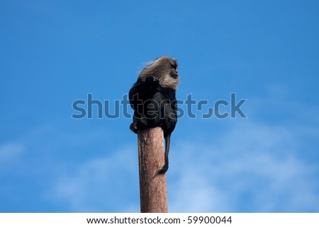 Captive Lion tailed Monkey high up on a pole in a zoo