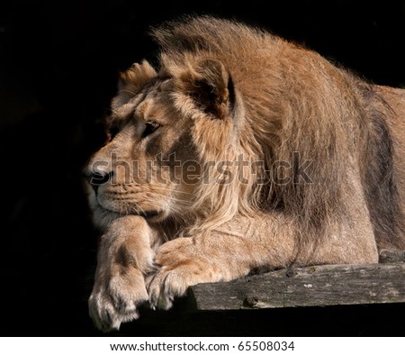 Bored captive male Lion on a platform  in a zoo in UK