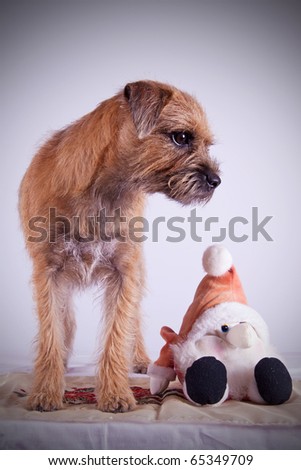 a 9 month old Border Terrier Puppy posing inside on white background