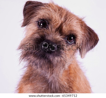 Border Terrier Puppies on Stock Photo A 9 Month Old Border Terrier Puppy Posing Inside On