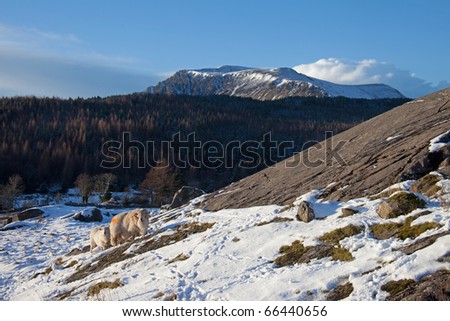 View to Moel Ddu  in winter with a sheep shelter in the foreground Snowdonia