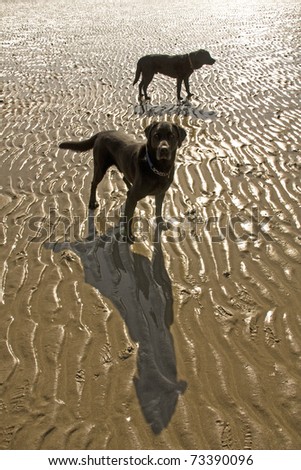 Dog and Patterns in the sand at low tide at Penrhos beach Isle of Anglesey