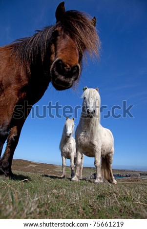 Wild Welsh Ponies on the Isle of Anglesey Coastal path North Wales