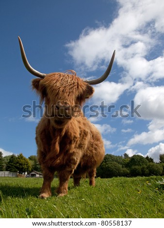 Highland Cattle mothers and calves in a field in the Scottish Highlands