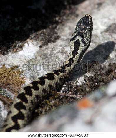 stock photo : The adder snake was spotted on teh Aigas 