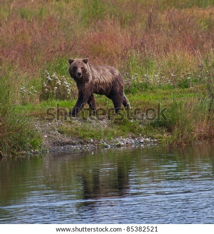 Brown Bears Eating