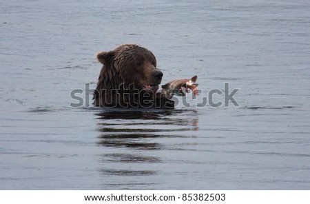 Alaskan Brown Bear at Brooks Lodge and Falls catching and eating Sockeye salmon