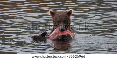 Alaskan Brown Bear at Brooks Lodge and Falls catching and eating Sockeye salmon