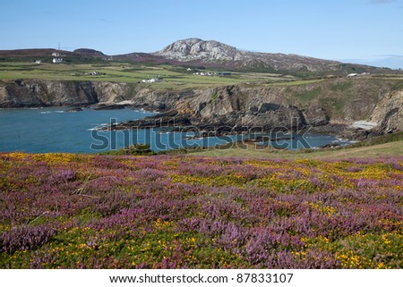 Summer views with heather and gorse out in full flower from The Range Isle of Anglesey