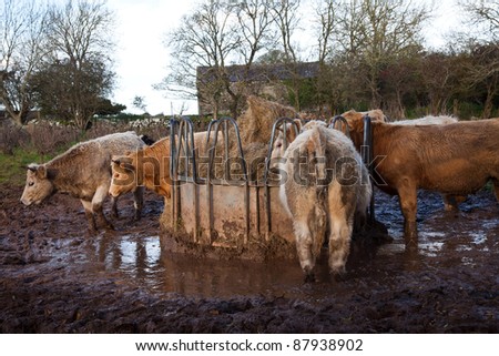 Cows eating from a haystack in a very muddy field Isle of Anglesey