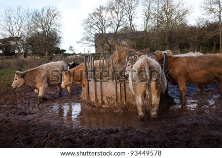 Cows eating from a haystack in a very muddy field Isle of Anglesey