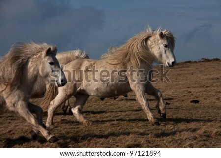 Wild Welsh Ponies on the Isle of Anglesey Coastal path North Wales UK