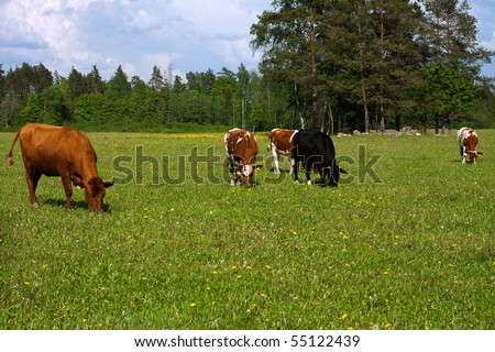 stock photo : Cows in a field, cows eat grass;