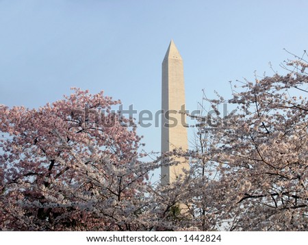 Washington Monument in DC with cherry blossoms in the foreground