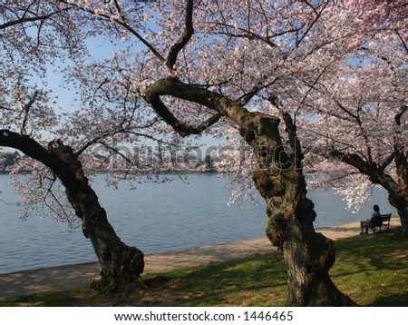 Cherry Blossoms at the Tidal Basin in Washington DC