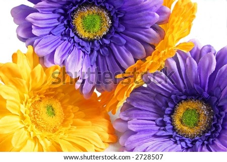 Gerber+daisies+pictures