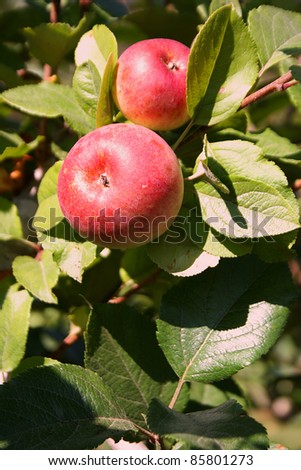 Organic Gala Apples on the Tree
