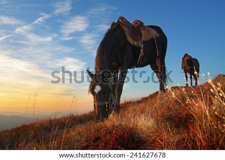 Horses feeding on mountain pasture at sunset
