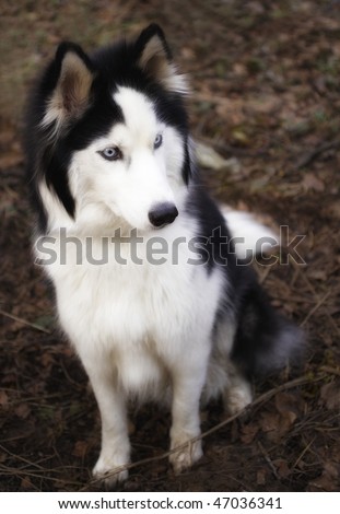 The Siberian Husky is a medium-size, dense-coat working dog breed that originated in eastern Siberia. The breed belongs to the Spitz genetic family. It is recognizable by its thickly-furred do
