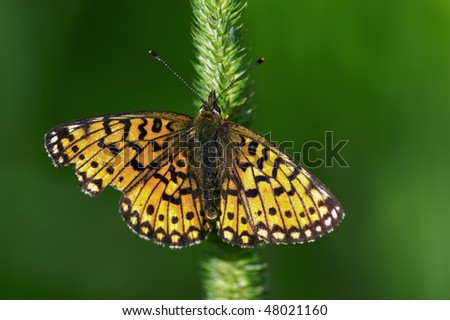 A butterfly is any of several groups of mainly day-flying insects of the order Lepidoptera, the butterflies and moths.