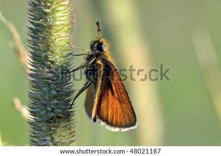 A butterfly is any of several groups of mainly day-flying insects of the order Lepidoptera, the butterflies and moths.