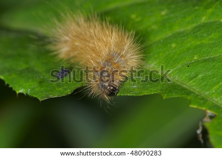 Caterpillars are the larval form of a member of the order Lepidoptera (the insect order comprising butterflies and moths).