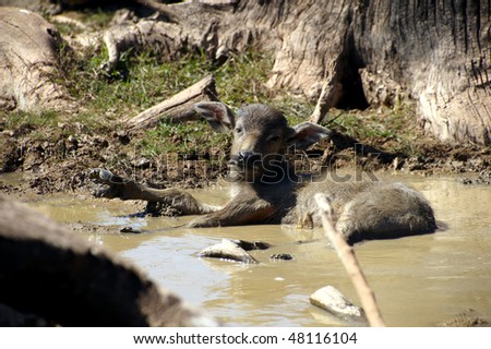 The water buffalo or domestic Asian water buffalo (Bubalus bubalis) is a large bovine animal