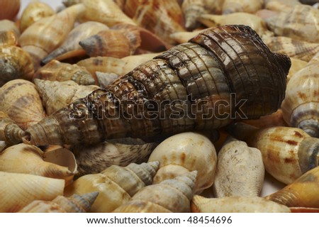 A seashell, also known as a sea shell, or simply as a shell, is the common name for a hard, protective outer layer, a shell, or in some cases a \