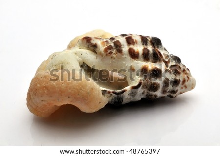 A seashell, also known as a sea shell, or simply as a shell, is the common name for a hard, protective outer layer, a shell