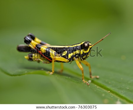 black and yellow grasshopper