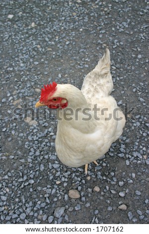 Chicken with a Sideways Glance