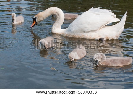 female swan