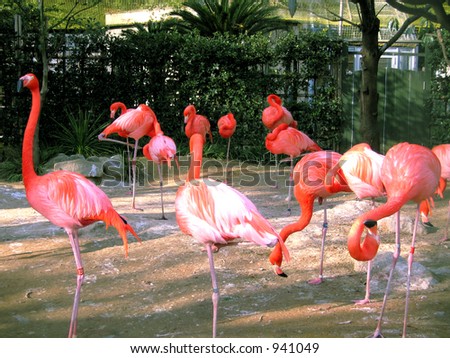 Pink flamingos in zoological gardens (Tokyo, Japan)