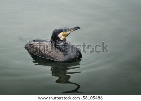 Cormorant swimming in Gui Lin, Guang Xi, People\'s Republic of China. Cormorants used by fisherman to catch fish and bring them to boat without swallowing.