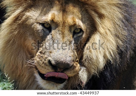 Lion Lips