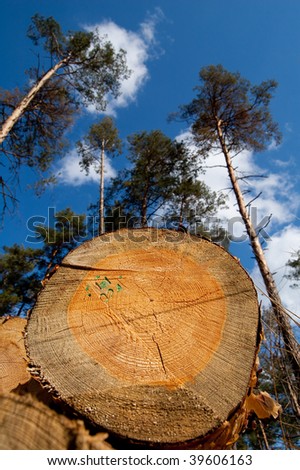 Wood logs from unusual angle illustrating such environmental problem as deforestation