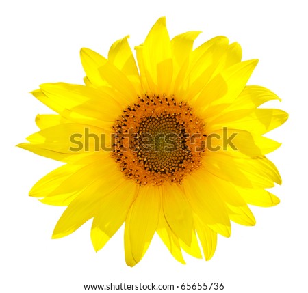 Single beautiful sunflower
