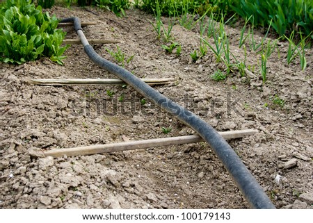 Rubber hose on a kitchen garden