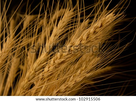 Yellow wheat on a black background