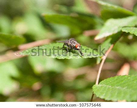 fly sitting on a green leaf in the sun