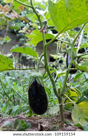 Eggplant Bush