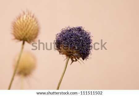 Blue Round Flower
