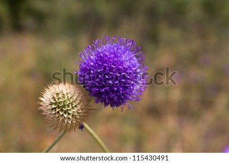 Blue Round Flower