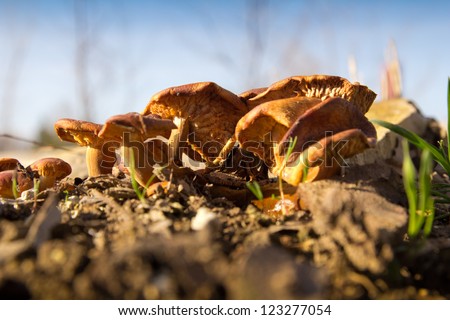 yellow mushrooms on a stump