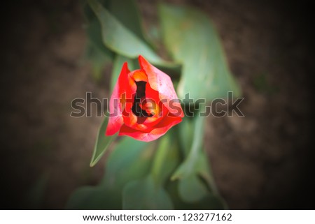 tulip bulb lit with a soft