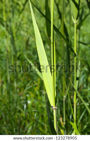 reed leaves in the background